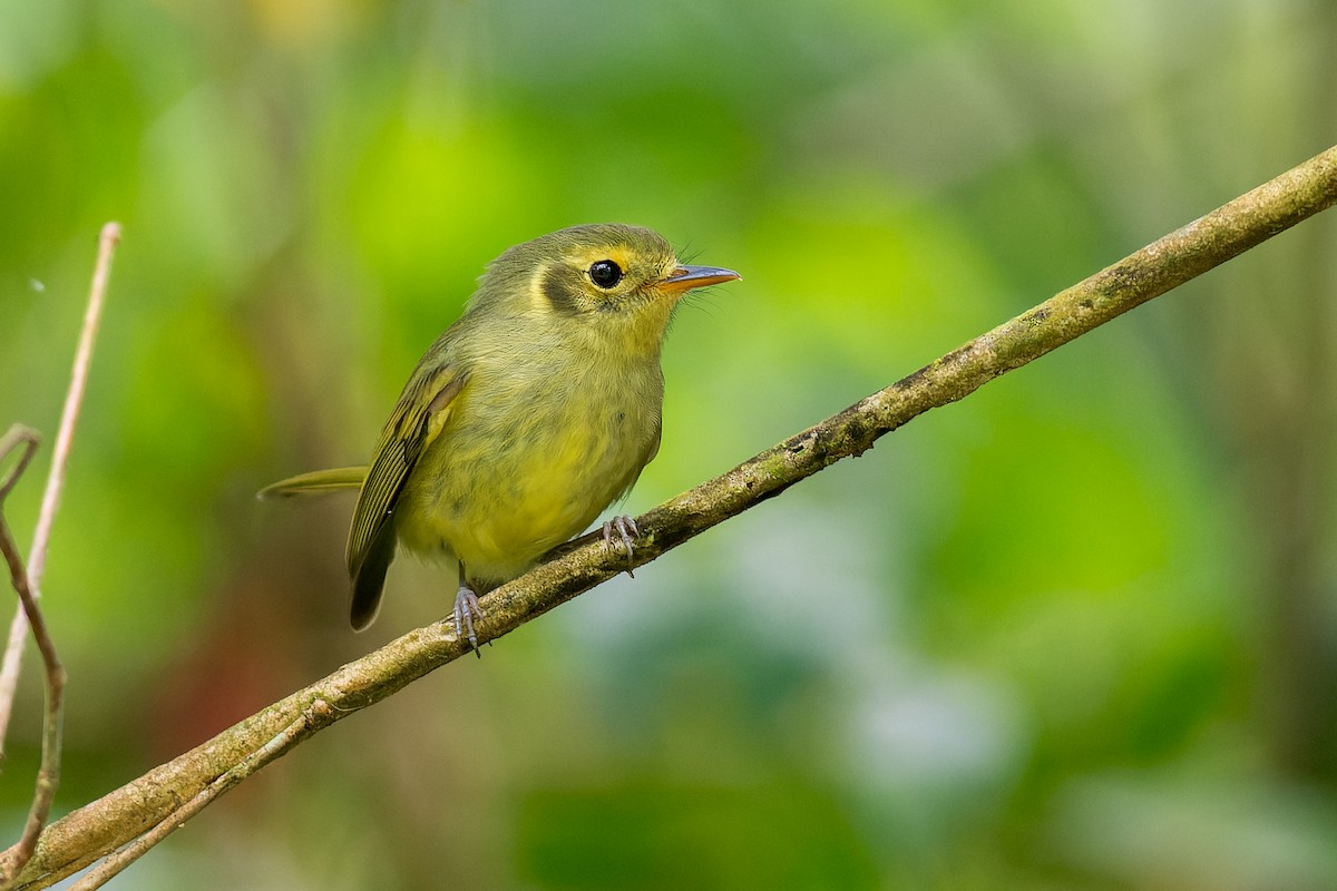 Oustalet's Tyrannulet - Marcelo  Telles