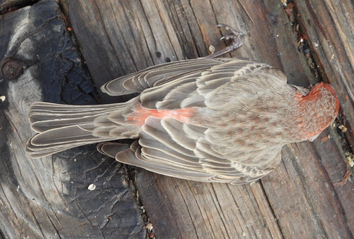 House Finch - ML615452090