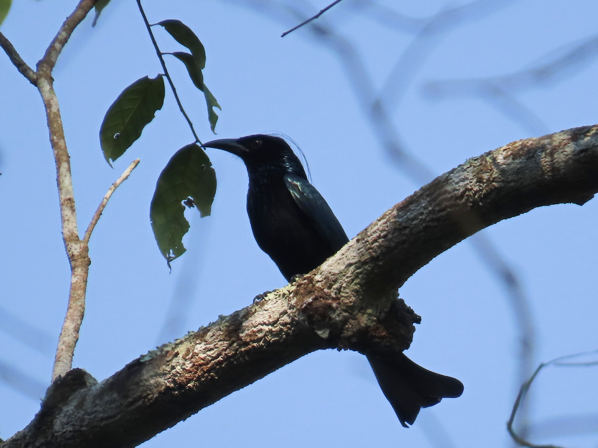 Hair-crested Drongo - Kirsti Carr