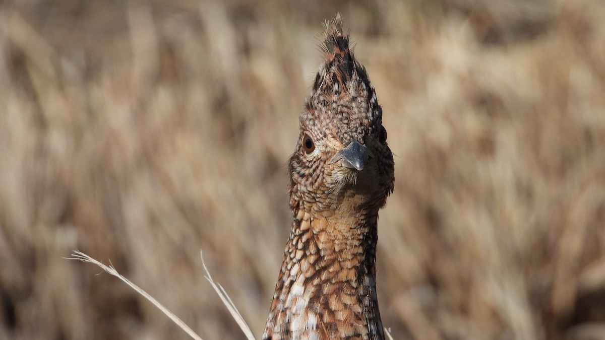 Ruffed Grouse - ML615452155