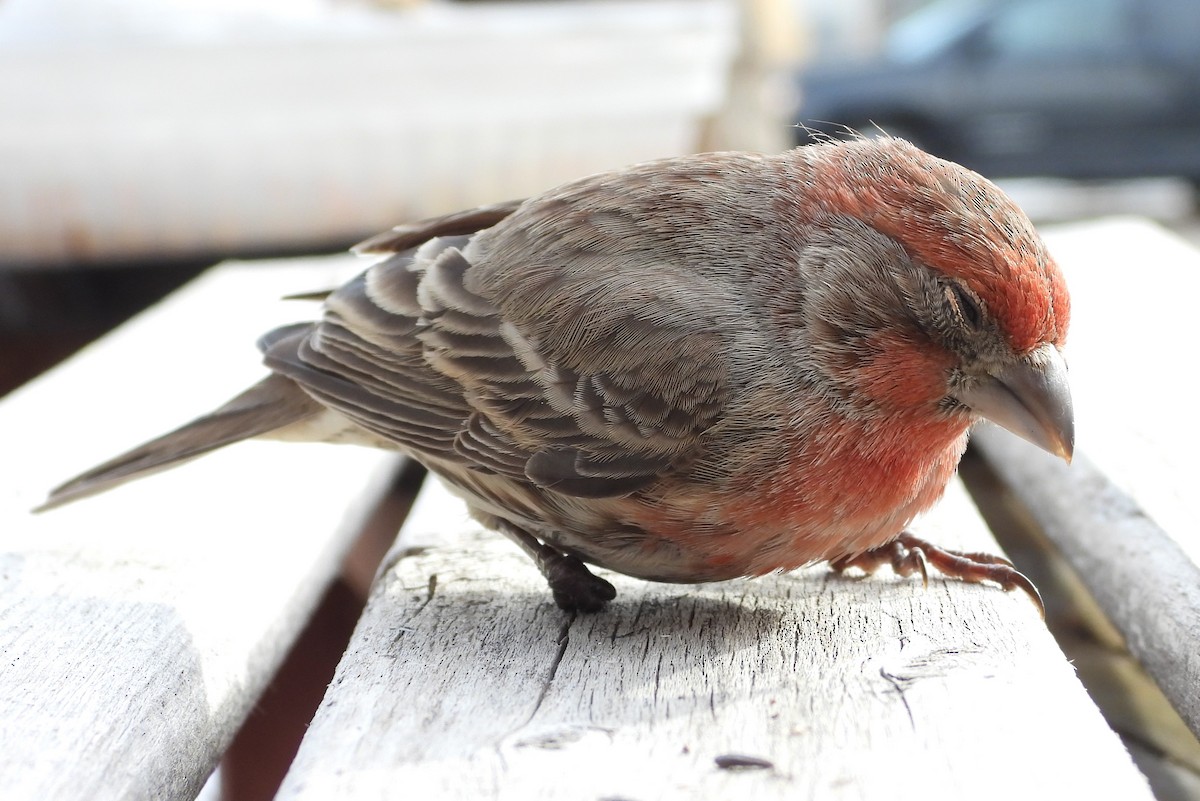 House Finch - ML615452241