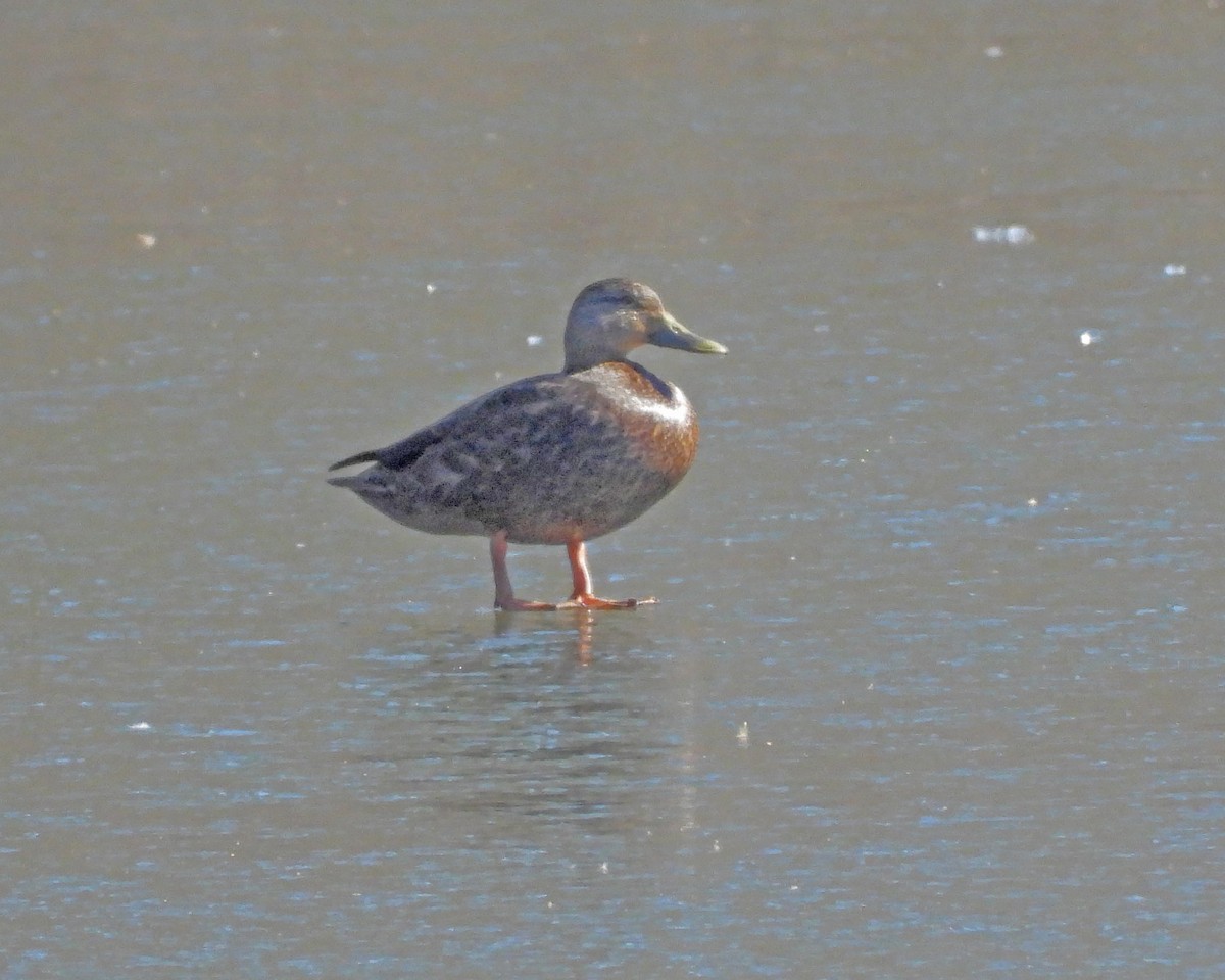 American Black Duck - ML615452250