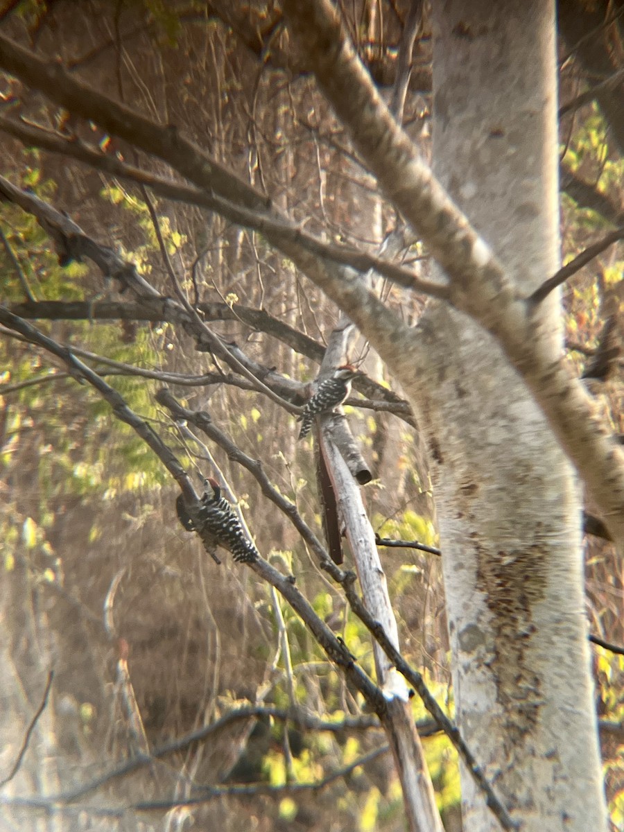 Freckle-breasted Woodpecker - ML615452324