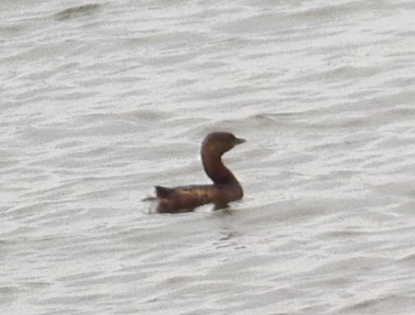 Pied-billed Grebe - ML615452341