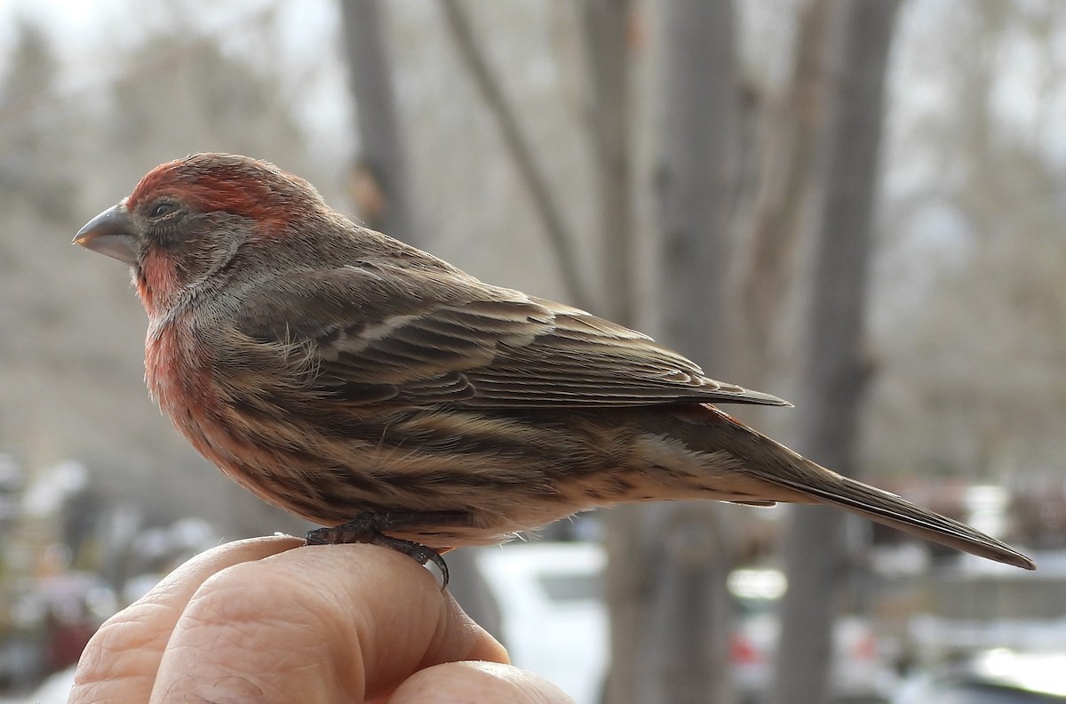 House Finch - ML615452379