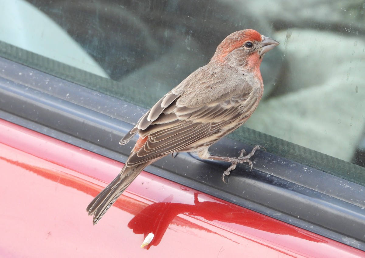 House Finch - ML615452396