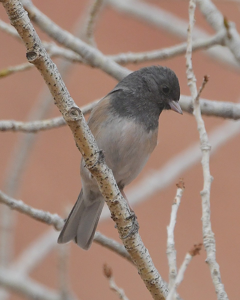 Junco ardoisé (groupe oreganus) - ML615452482