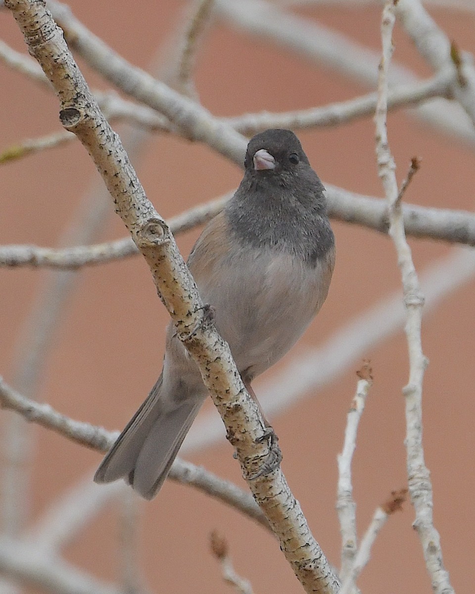 Junco ardoisé (groupe oreganus) - ML615452503