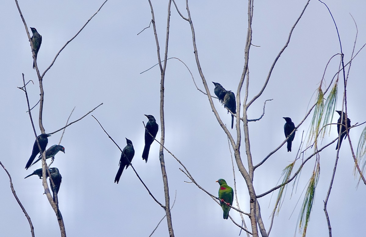 Claret-breasted Fruit-Dove - Howie Nielsen