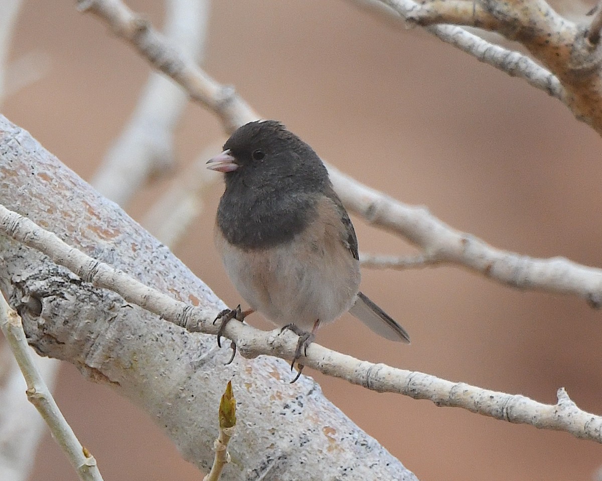 Junco ardoisé (groupe oreganus) - ML615452553