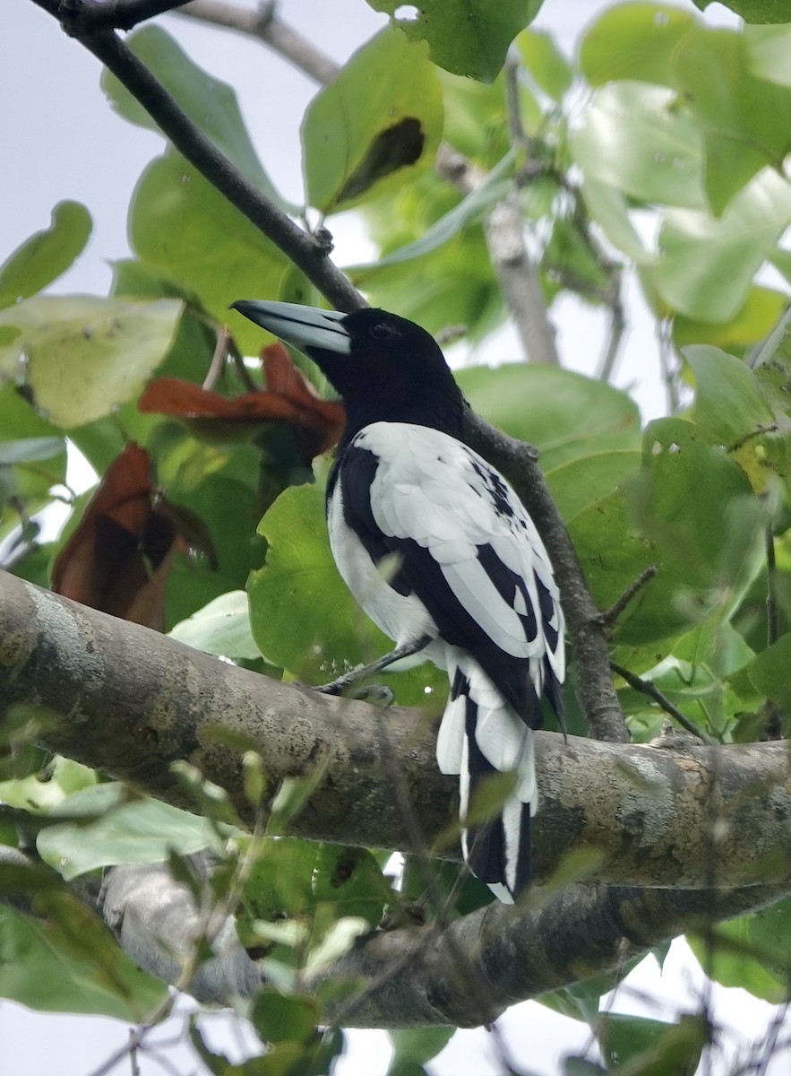 Hooded Butcherbird - ML615452559