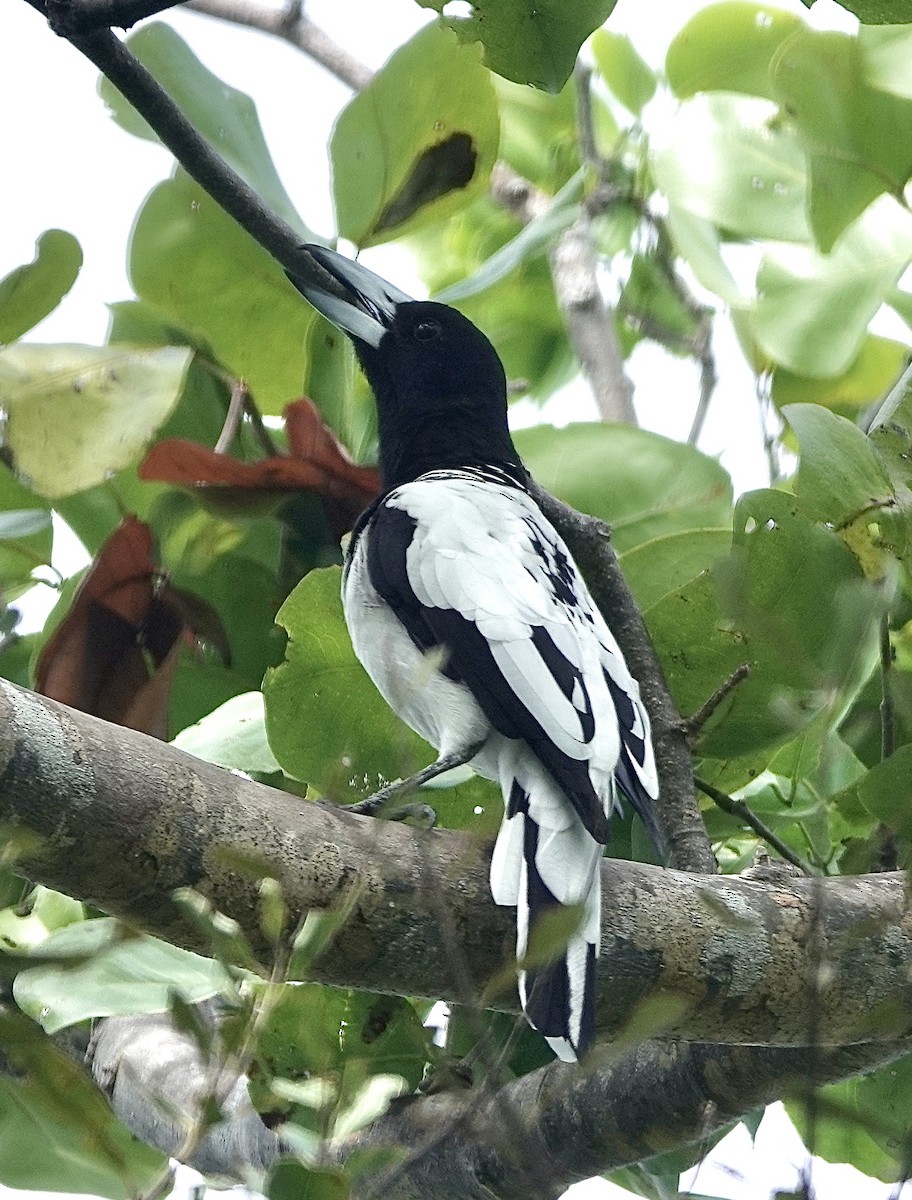 Папуанская флейтовая птица - ML615452560