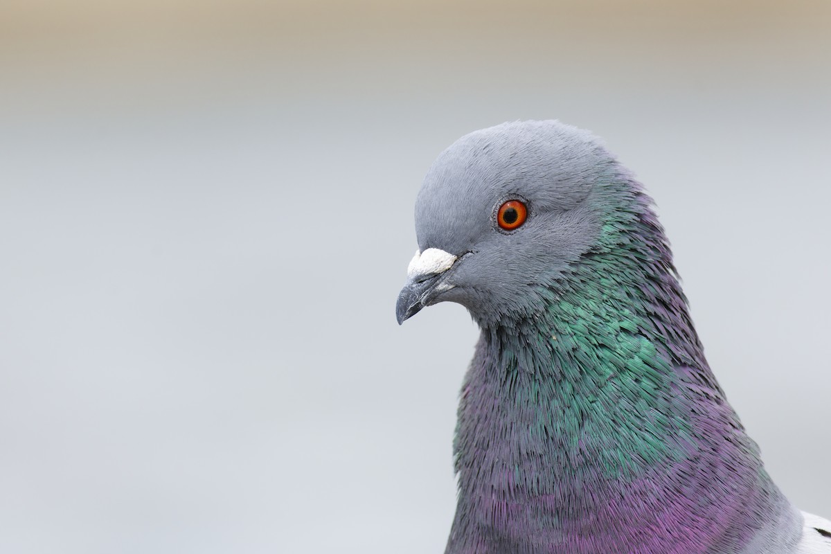 Rock Pigeon (Feral Pigeon) - ML615452568