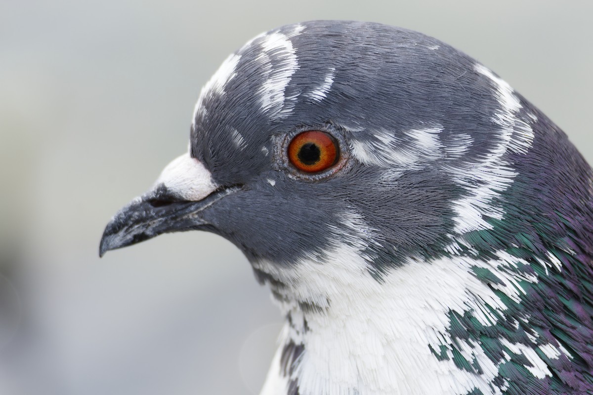 Rock Pigeon (Feral Pigeon) - ML615452569