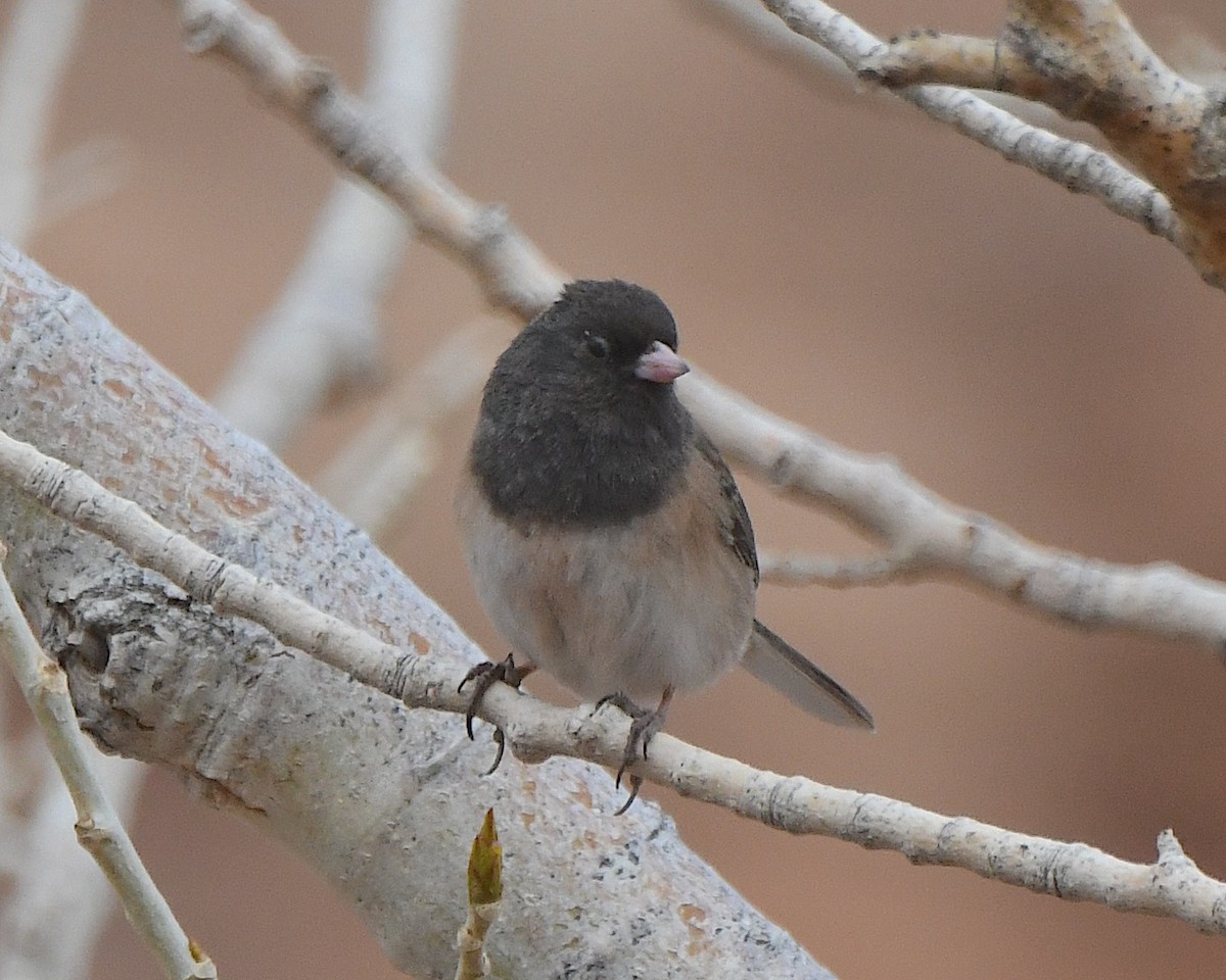 Junco ardoisé (groupe oreganus) - ML615452607