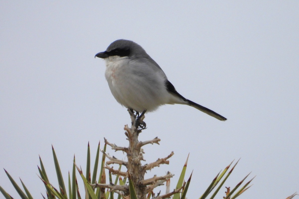 Loggerhead Shrike - ML615452692