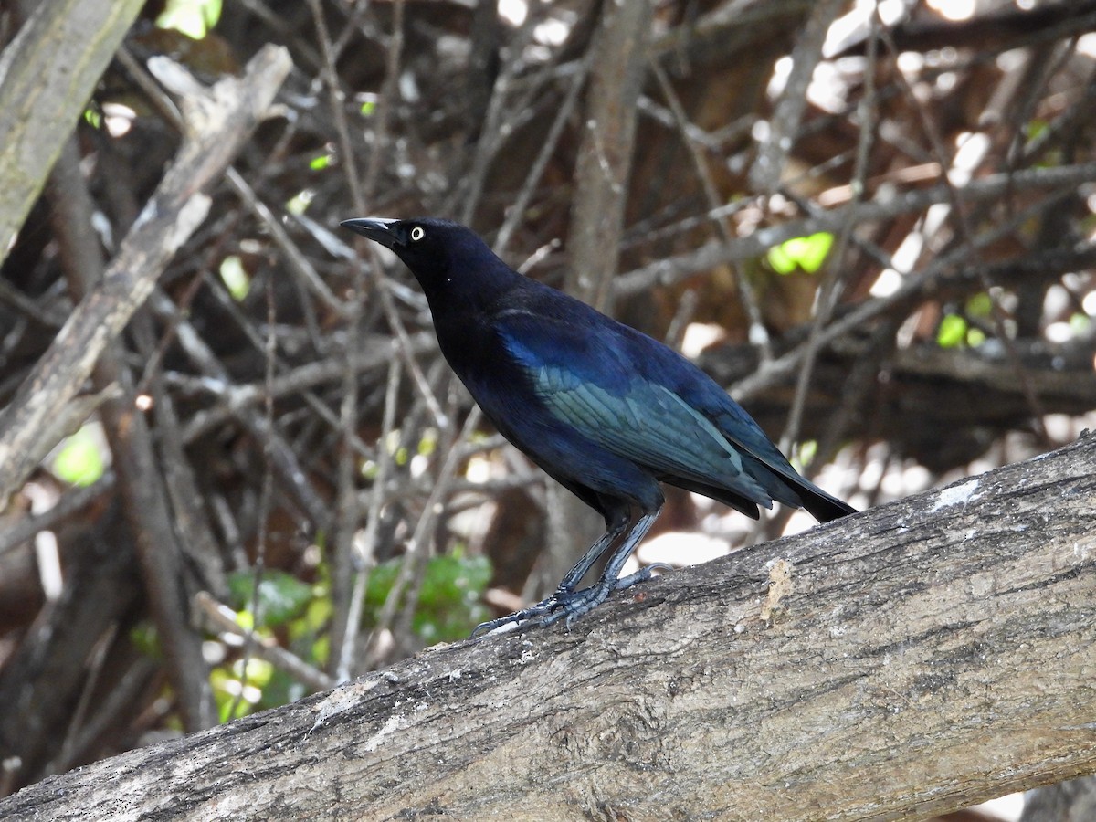 Carib Grackle - ML615452696