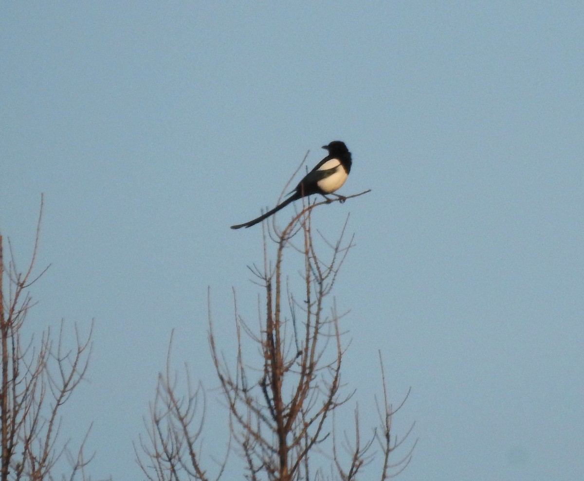 Black-billed Magpie - ML615452715