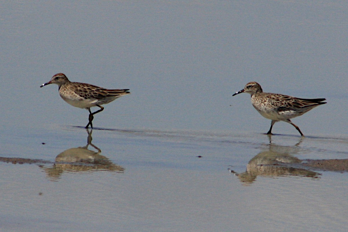 Sharp-tailed Sandpiper - Michael Dahlem