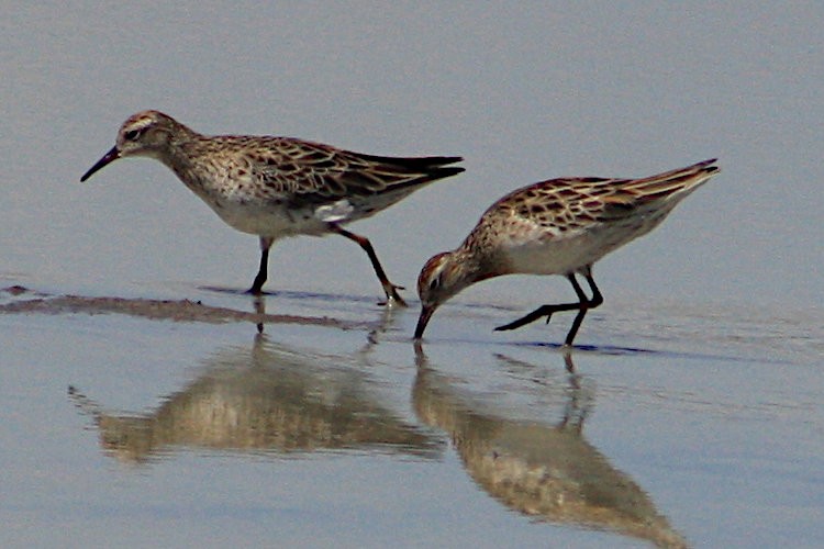 Sharp-tailed Sandpiper - Michael Dahlem