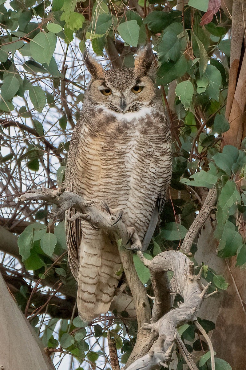 Great Horned Owl - ML615452772