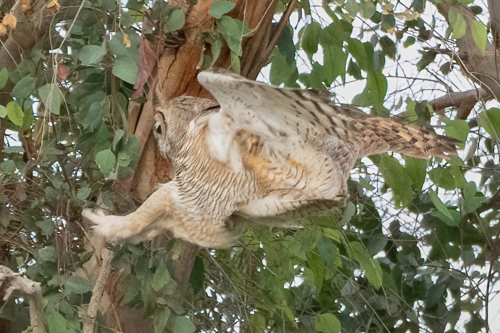 Great Horned Owl - ML615452773