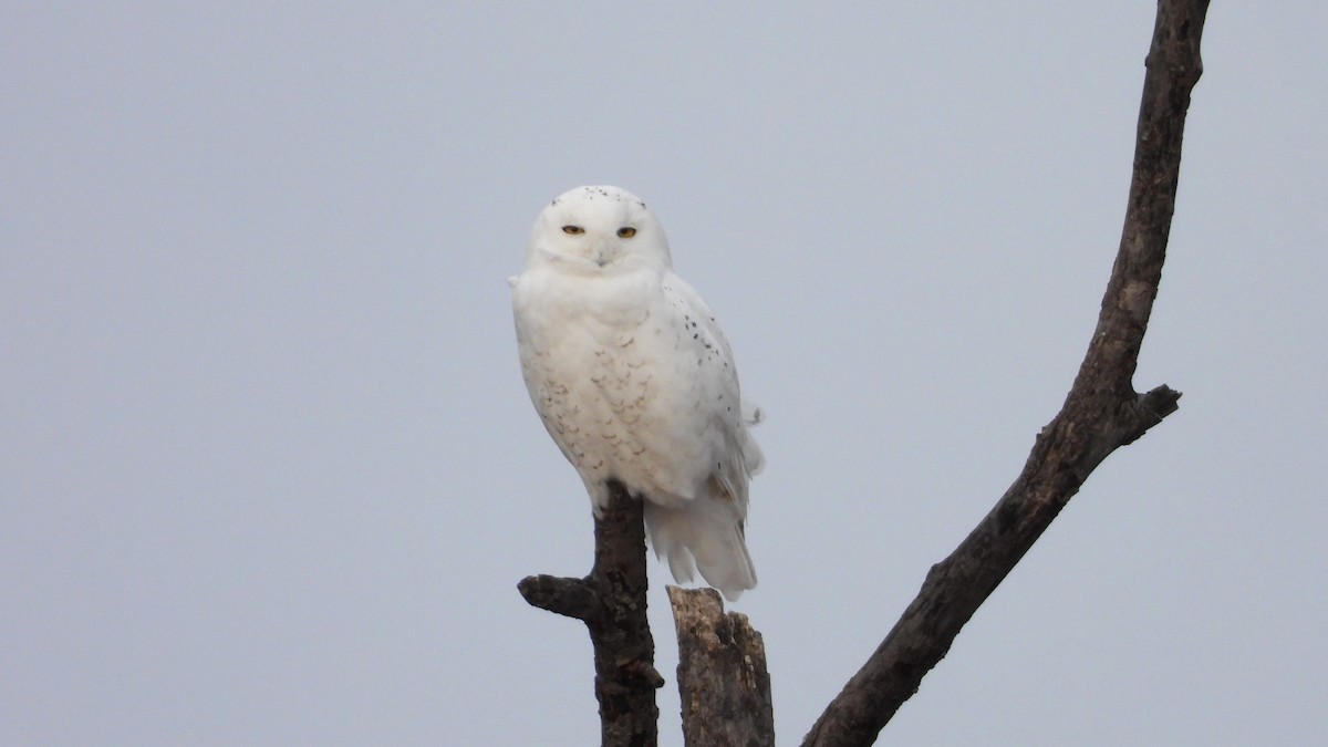 Snowy Owl - ML615452816
