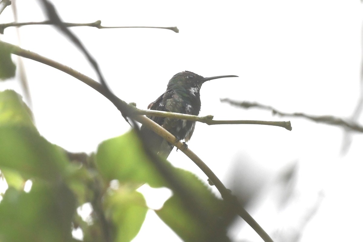 kolibřík tropický - ML615452898