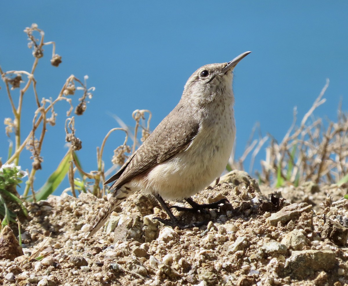 Rock Wren - George Chrisman