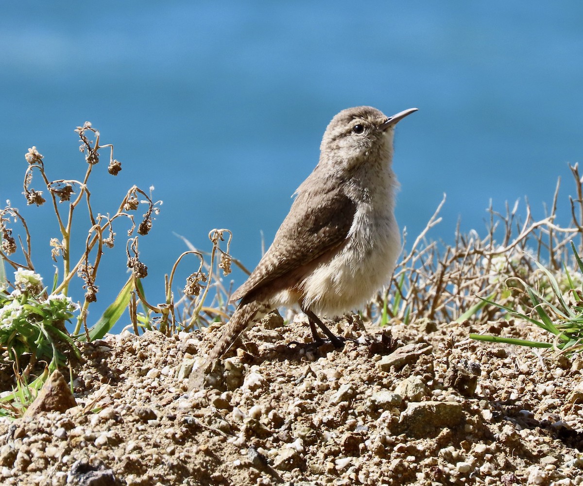 Rock Wren - George Chrisman