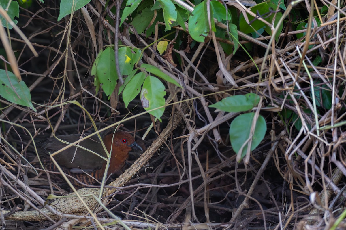 Black-banded Crake - ML615452971