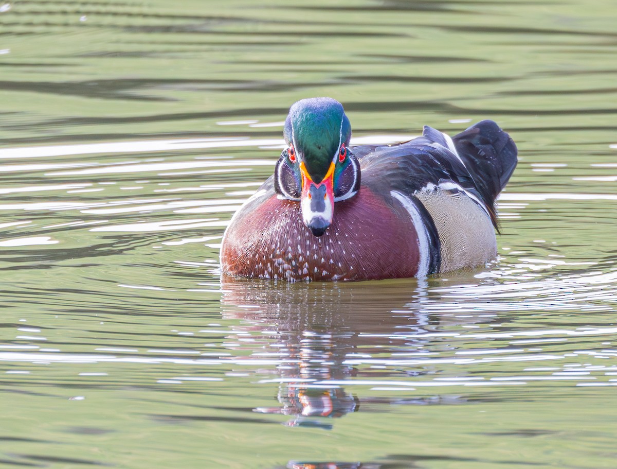 Wood Duck - ML615452988