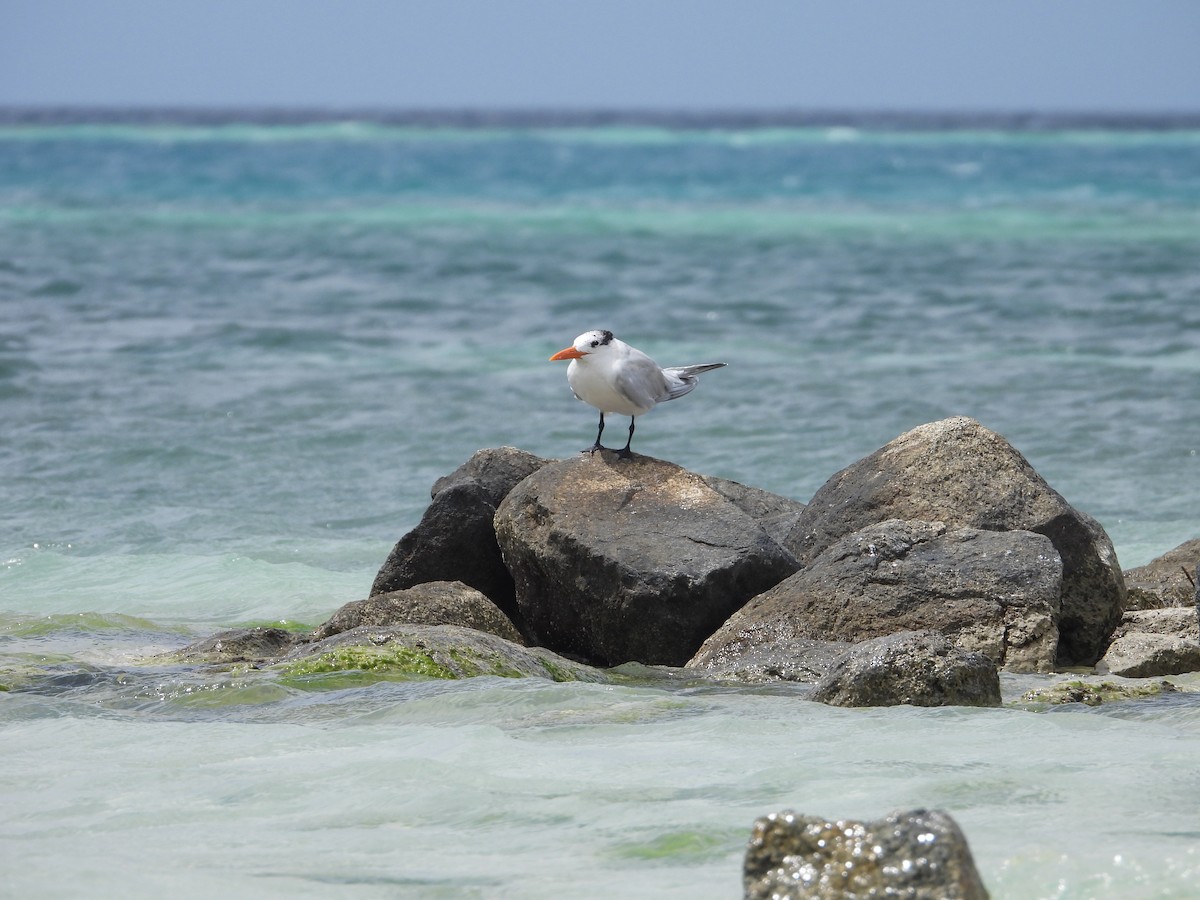 Royal Tern - ML615452997