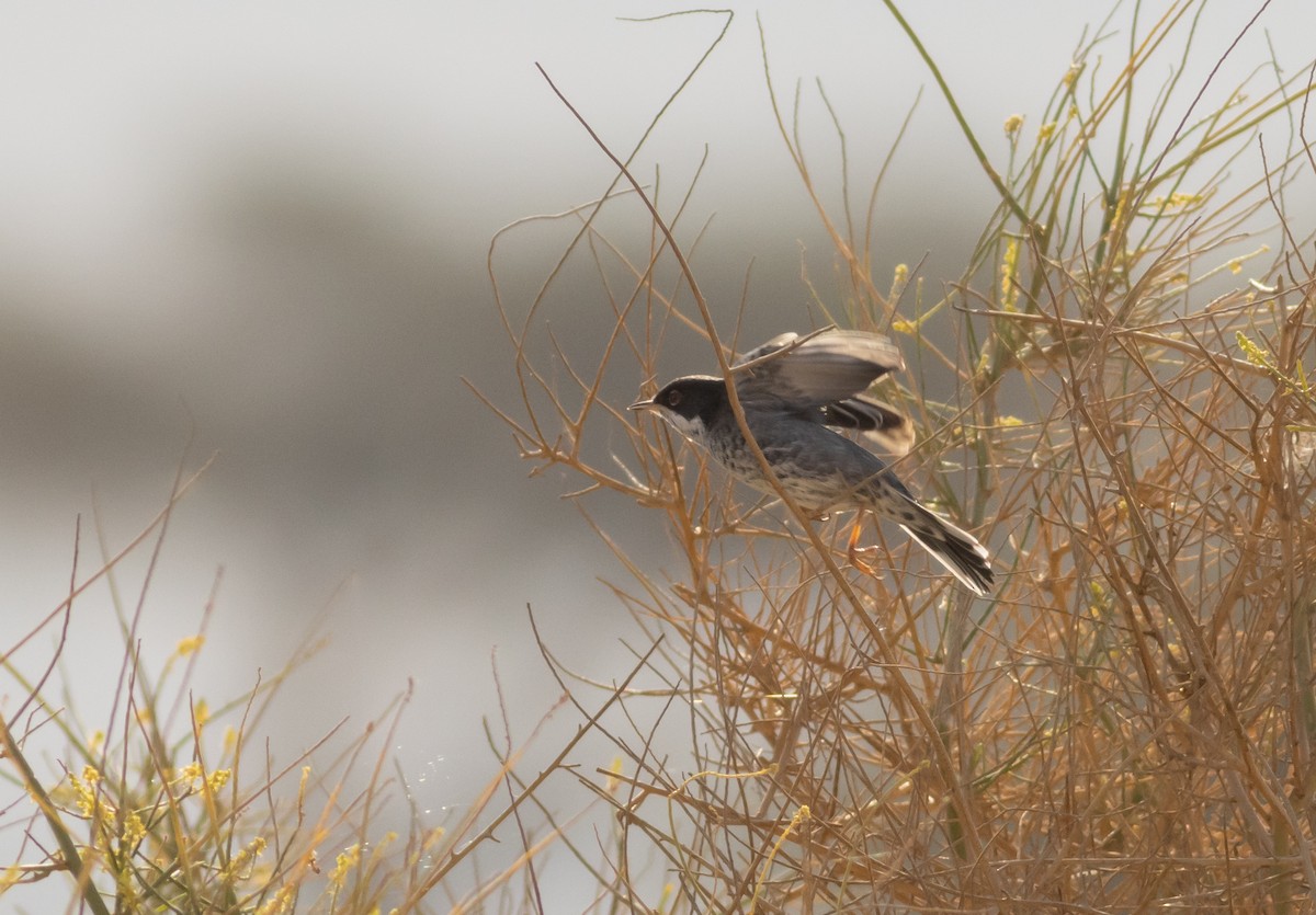 Cyprus Warbler - Rami Derech