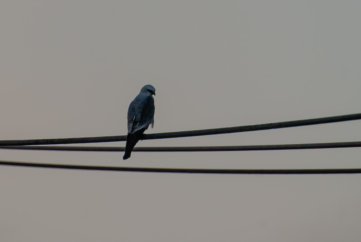 Mississippi Kite - ML615453068