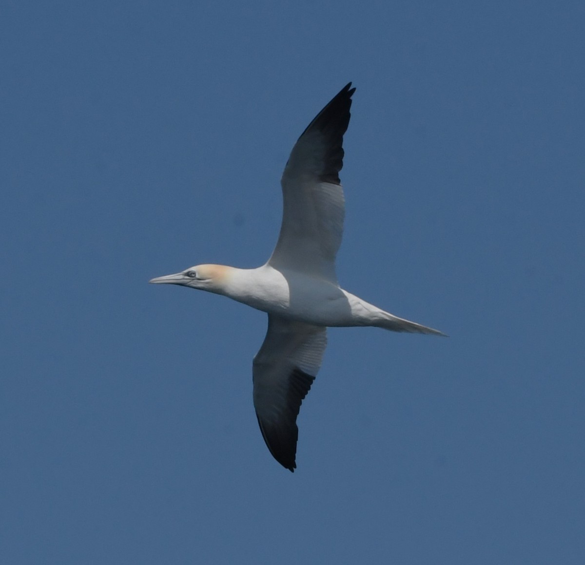 Northern Gannet - ML615453095