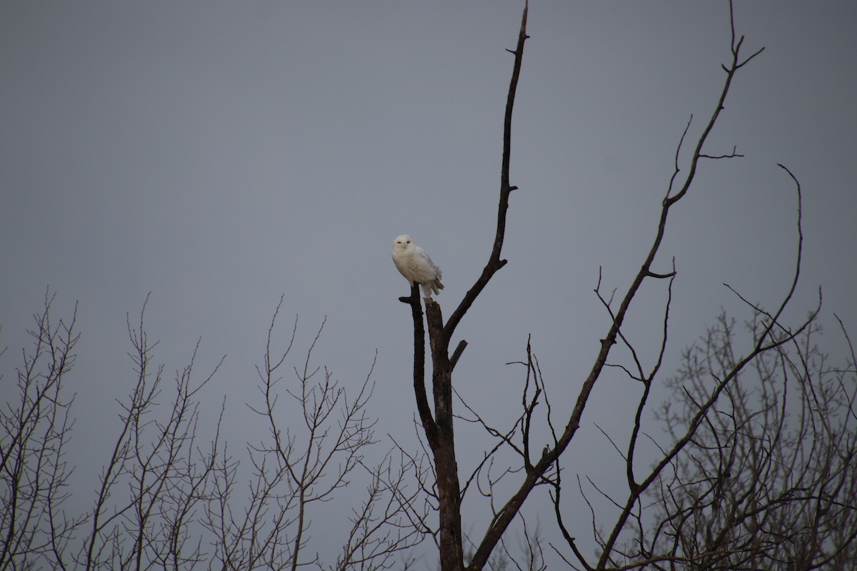 Snowy Owl - ML615453120