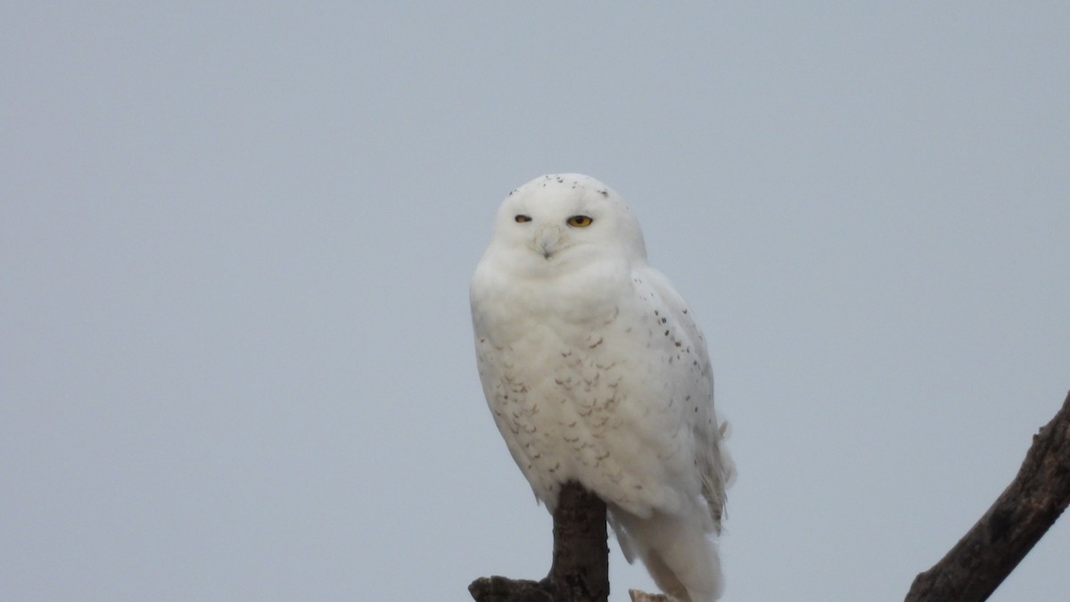 Snowy Owl - ML615453125