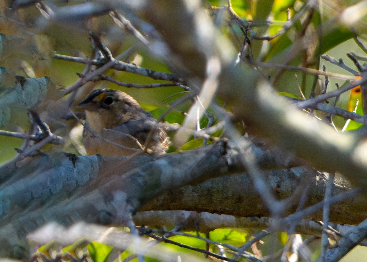 Grasshopper Sparrow - Dori Eldridge