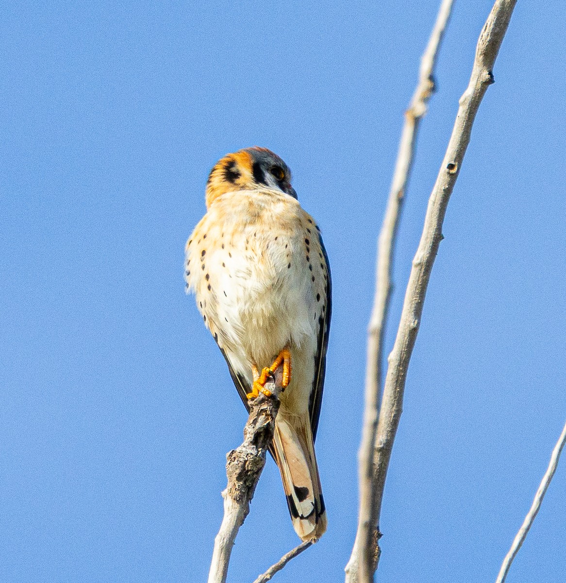 American Kestrel - ML615453169