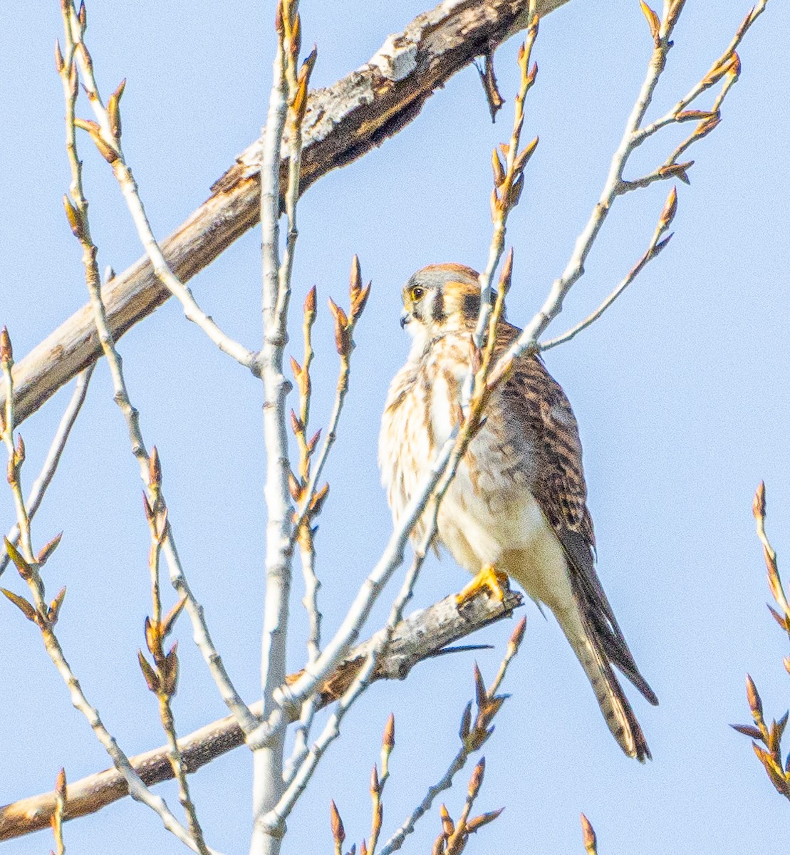 American Kestrel - ML615453179