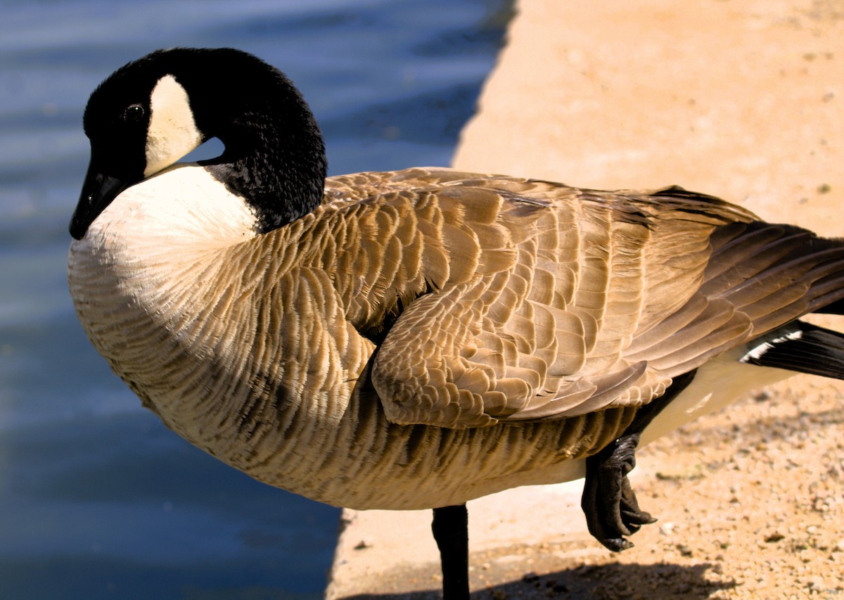 Canada Goose - Don Carney