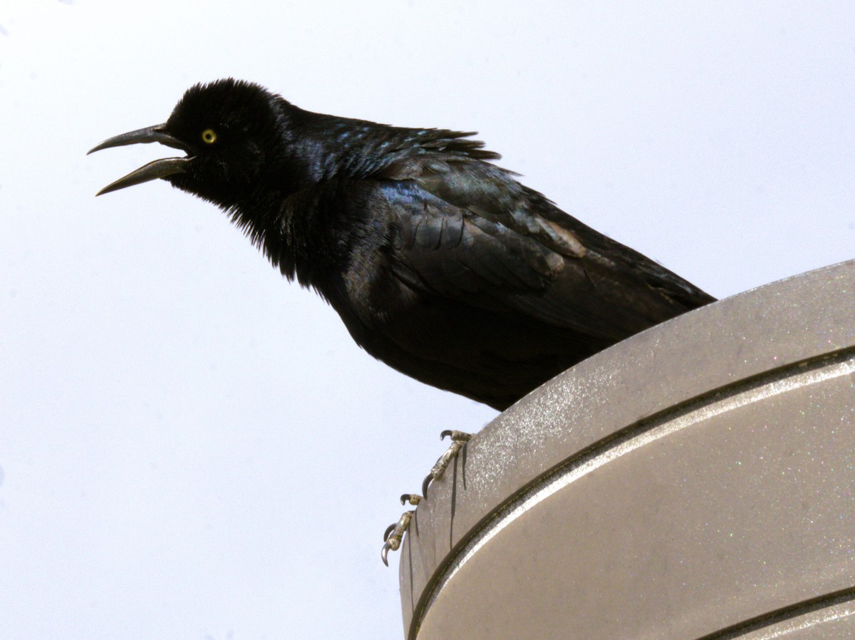 Great-tailed Grackle - Don Carney