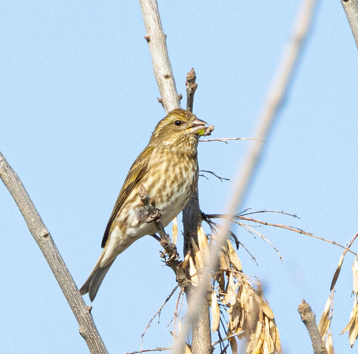 Purple Finch - ML615453235