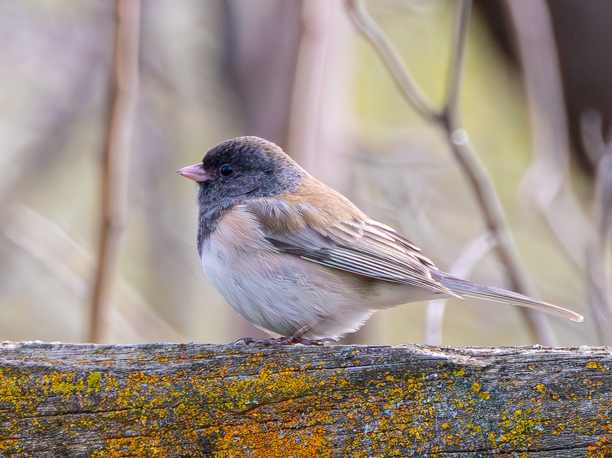 Dark-eyed Junco - ML615453241