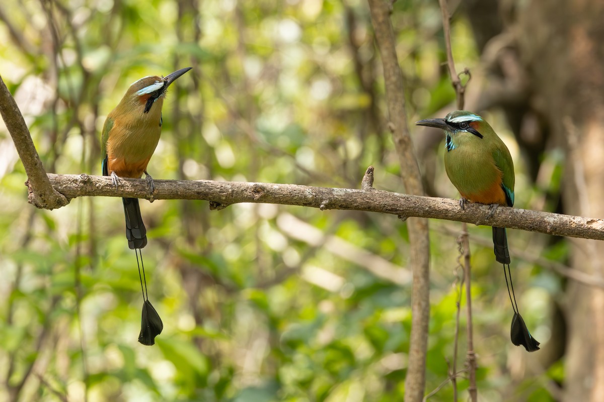 Turquoise-browed Motmot - ML615453262