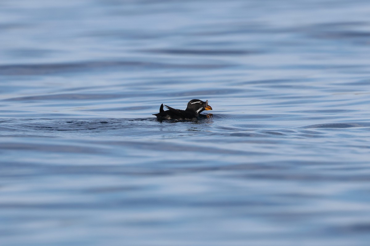 Rhinoceros Auklet - Brandon Stidum