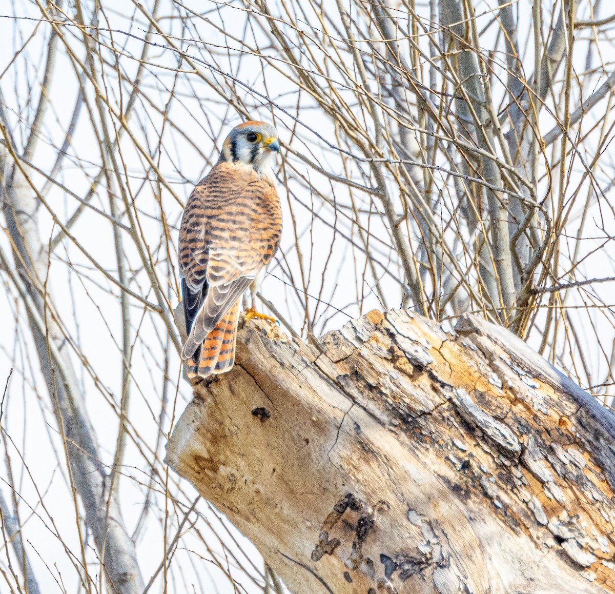 American Kestrel - ML615453299