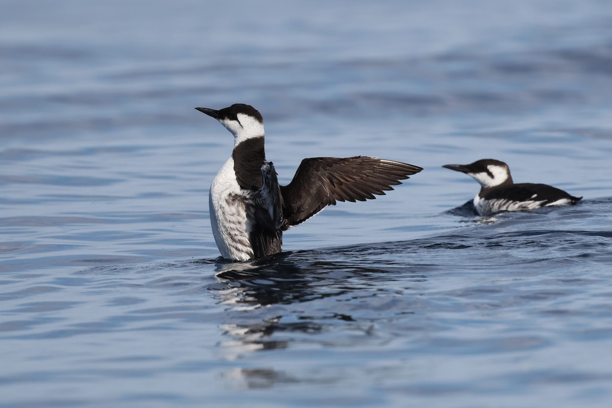 Common Murre - Brandon Stidum