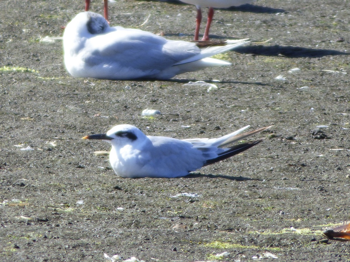 Snowy-crowned Tern - ML615453326